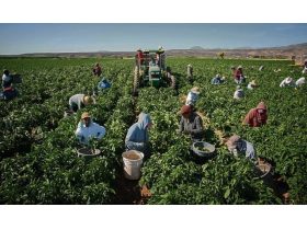 Oferta, National, Agricultura aus 2000e net kiwi pers