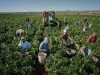 Agricultura aus 2000e net  persoanal