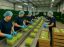 Oferta, National, Agricultura germania 2000e net